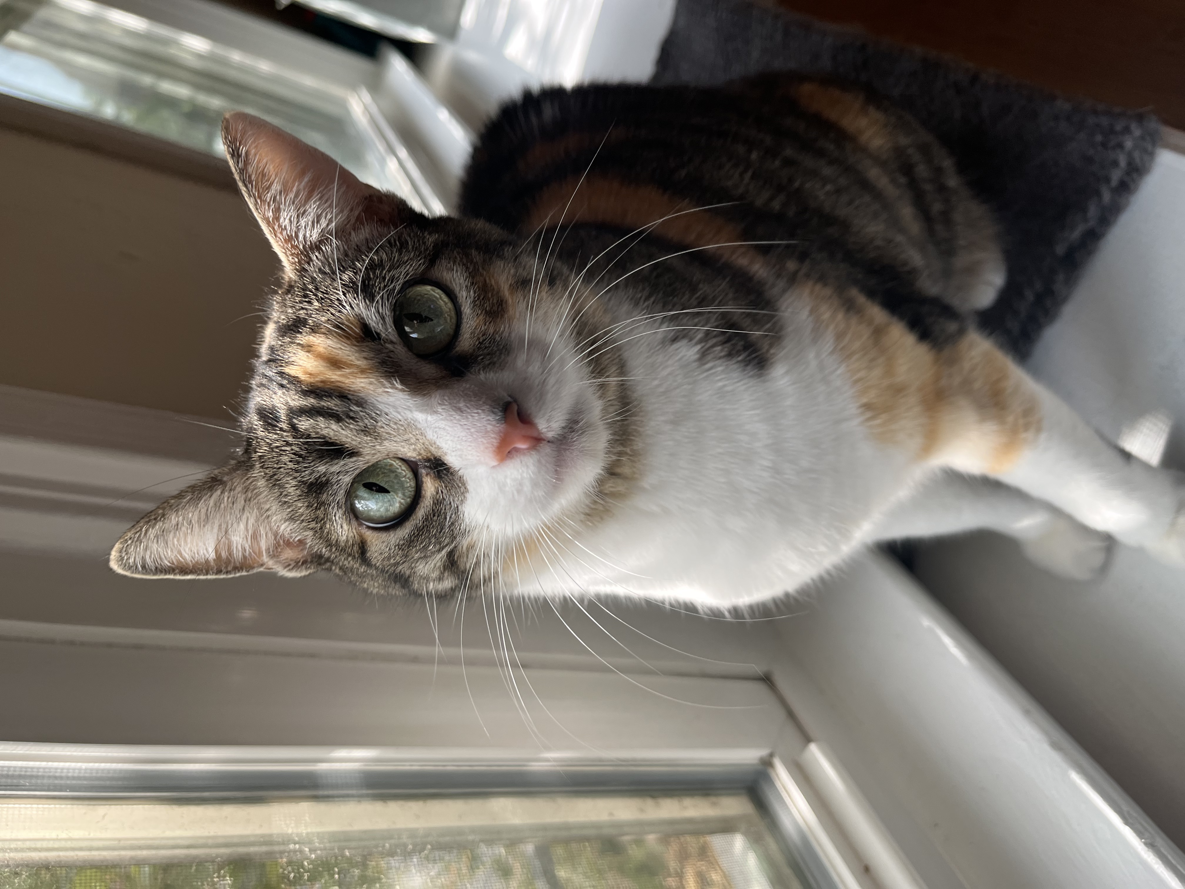 cat tax! Mina, a calico cat
